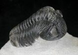 Arched Phacops Trilobite - Great Eyes #20649-5